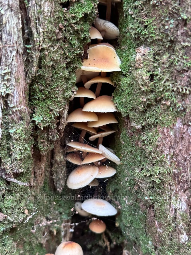 A mossy vertical crevice in a tree trunk, stacked tightly with light brown mushrooms & cobwebs 