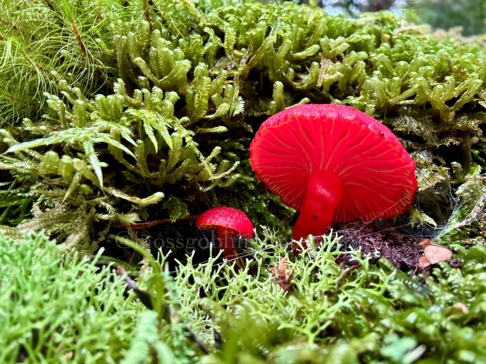 Two brilliant red mushrooms grow out of varied species of deep green moss with a delicate spider web traced across them both 