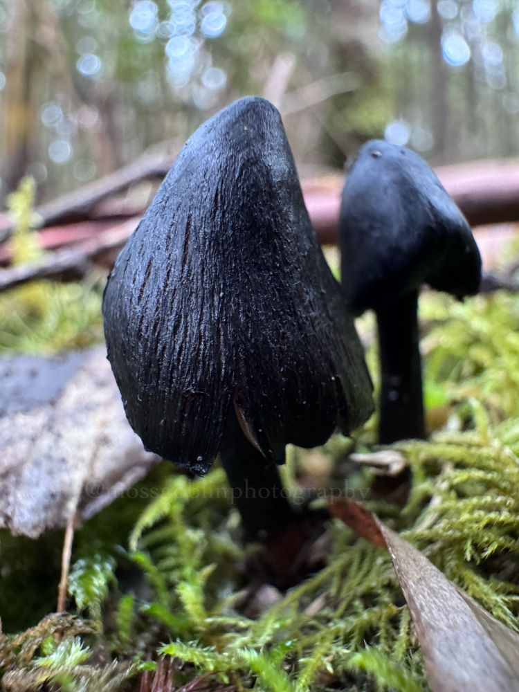 Two deep, glossy black witch’s hat mushrooms grow out of bright green moss with trees in the background 