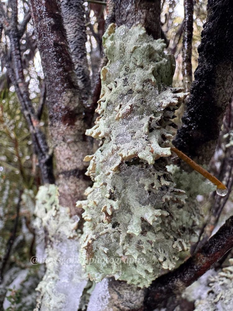 Some pale green lichen grows from a tree trunk in the foreground with layers of snow and visible ice covering parts of it. Snow, trees and more lichen are out of focus in the background 