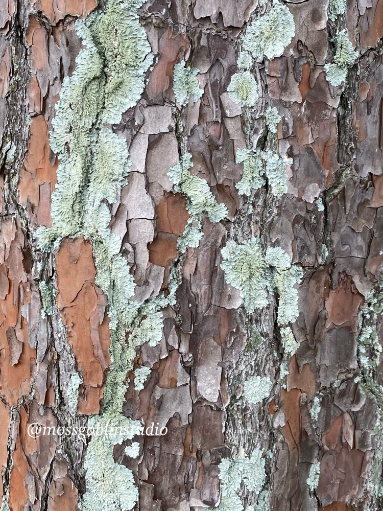 A full frame of nothing but heavily textured pine bark in oranges & browns with a scattered pattern of lichen across its surface 