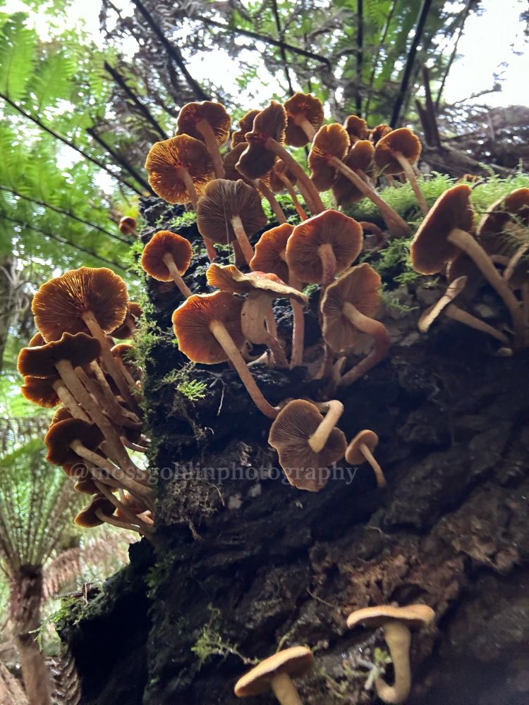 A large amount of light brown mushrooms growing from a mossy tree fern, showing a clear underside view of most of the fungi