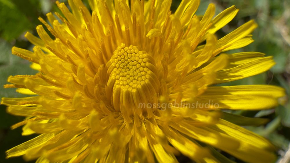 A closeup macro shot of a brilliant yellow orange dandelion flower in full morning sun