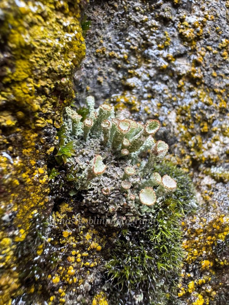 A closeup macro shot of a rock covered in various bryophyte life forms, including some out of focus yellow lichens & an impressively alien looking green, coral like display center frame in focus 
