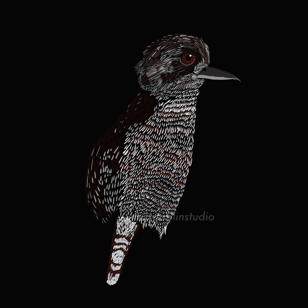 Digital line art drawing of a young kookaburra bird, facing right of frame & some in shadow. Done in whites, greys & browns 