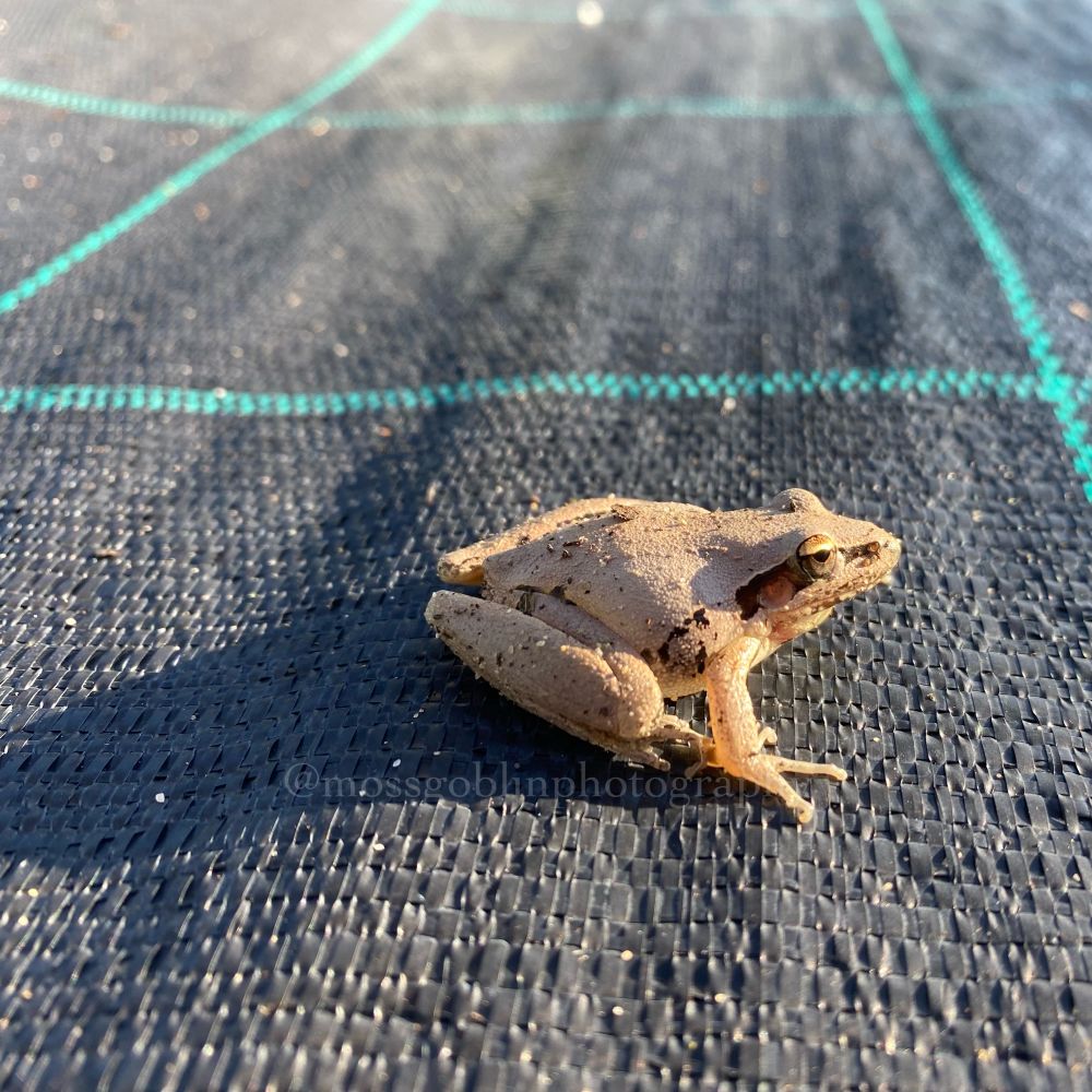 A small, light grey brown tree frog sits politely on shiny black weed matting in morning sunlight with its shadow stretching behind it. 