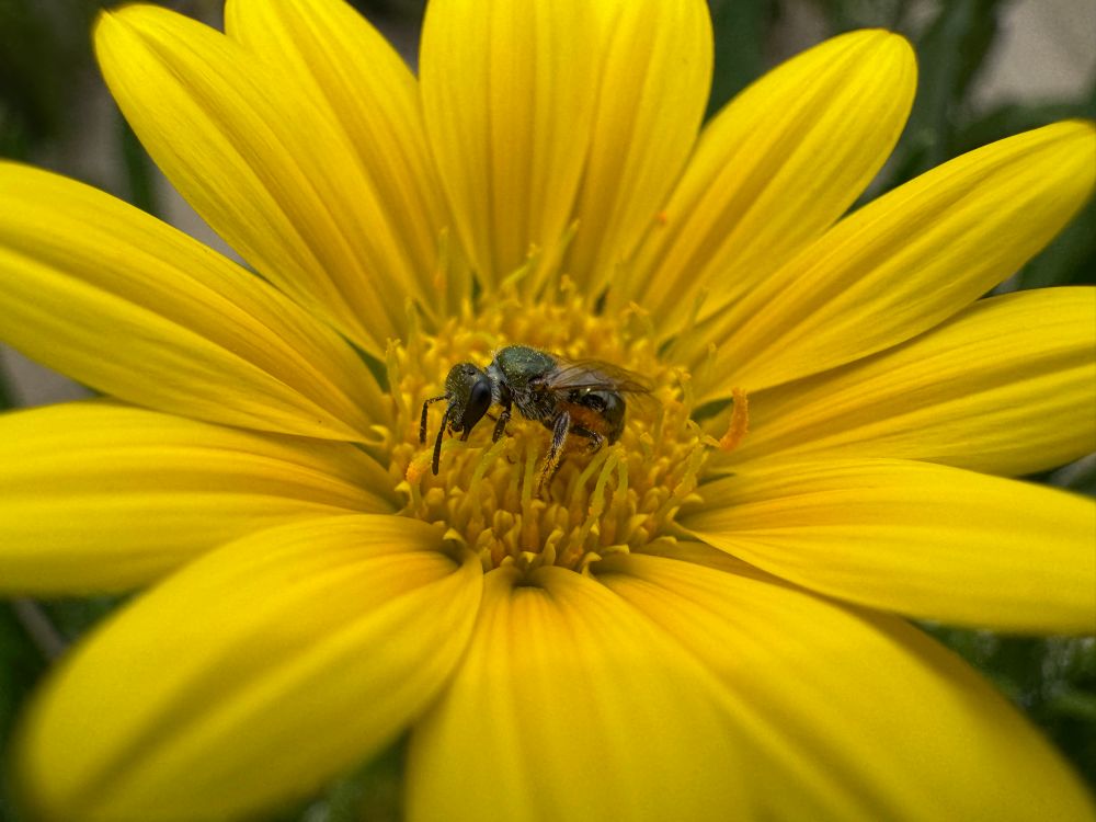 A high quality close up image of a glossy green black Australian native bee as it collects pollen from a bright yellow flower 