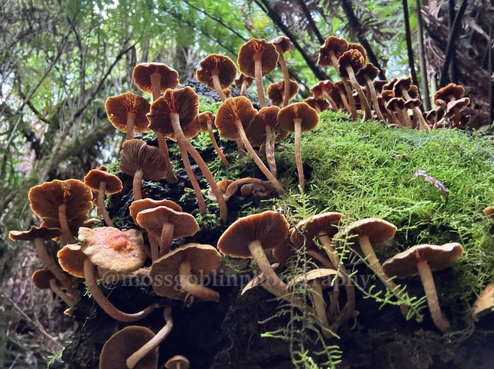 A large amount of tiny, light brown mushrooms growing from a mossy log in the forest. Shot taken from the underside to show the gills and natural light 