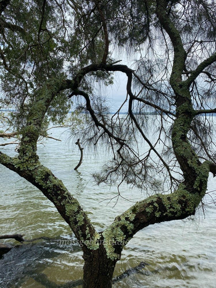A vaguely heart shaped casuarina tree is framed in the foreground, covered in thick, pale green lichen, with a view of a turquoise lake 