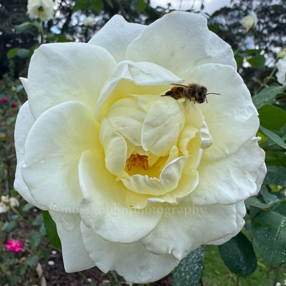 A perfectly timed high quality photograph of a honey bee as it leaps from a beautiful white rose 