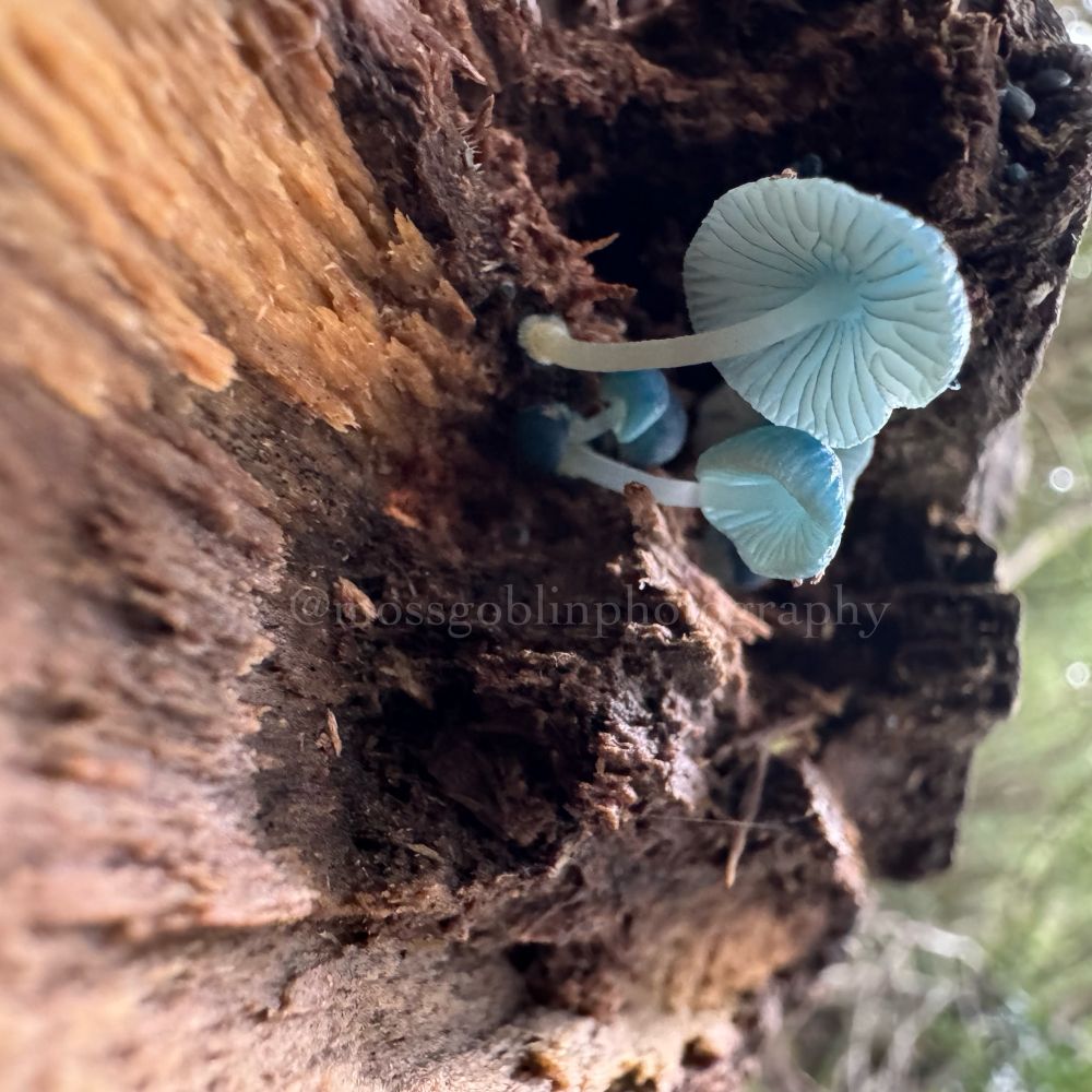 A small cluster of blue mycena interrupta fungi grow sideways out of a log with a perfect view of their delicate, pale blue gills 