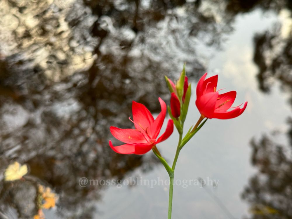 A pair of deep red River Lilies, Hesperantha, in foreground focus held over a moody creek reflecting trees in the out of focus background 