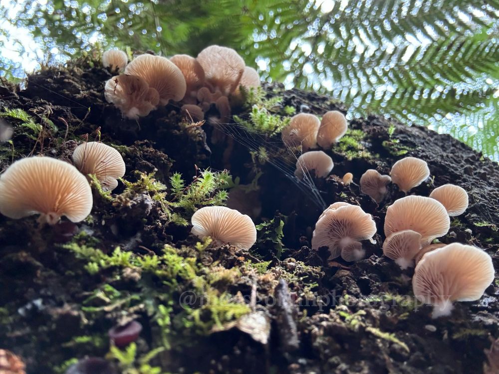 A large number of delicately gilled pale mushrooms look down on the viewer from above, growing from the side of a moss covered tree fern. A delicate spiderweb is weaved across several from middle right frame 