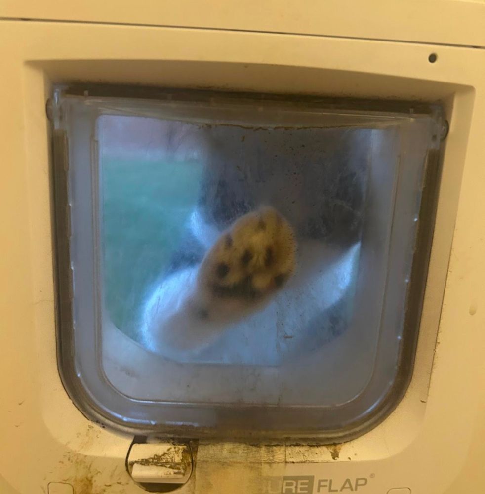Dave the cat. His paw pressed against the cat flap, evoking and air of 2001 and the dread realisation that a horrific entity is outside your malfunctioning airlock
