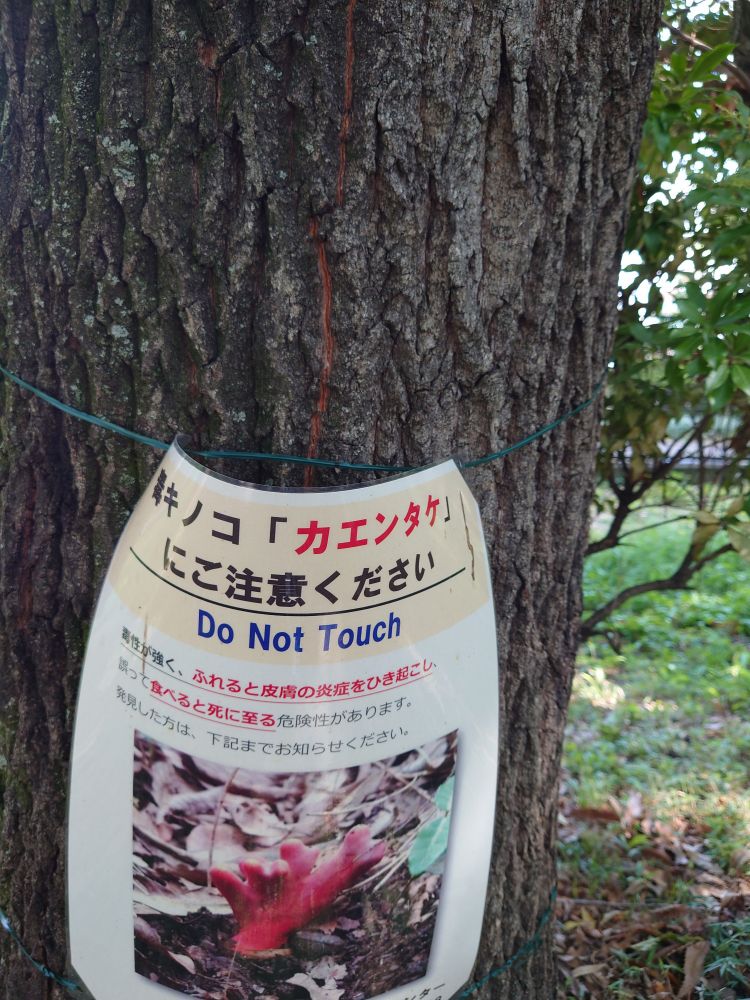 カエンタケ注意