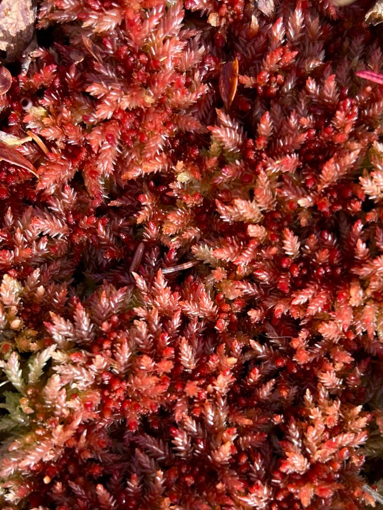 Red sphagnum moss stems. 