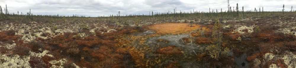 Panoramic image of flooding and sinking associated with permafrost thaw.