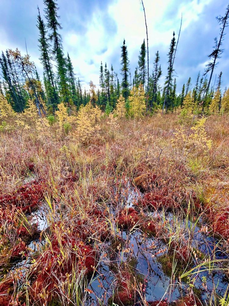 Photo of a very beautiful bog. 