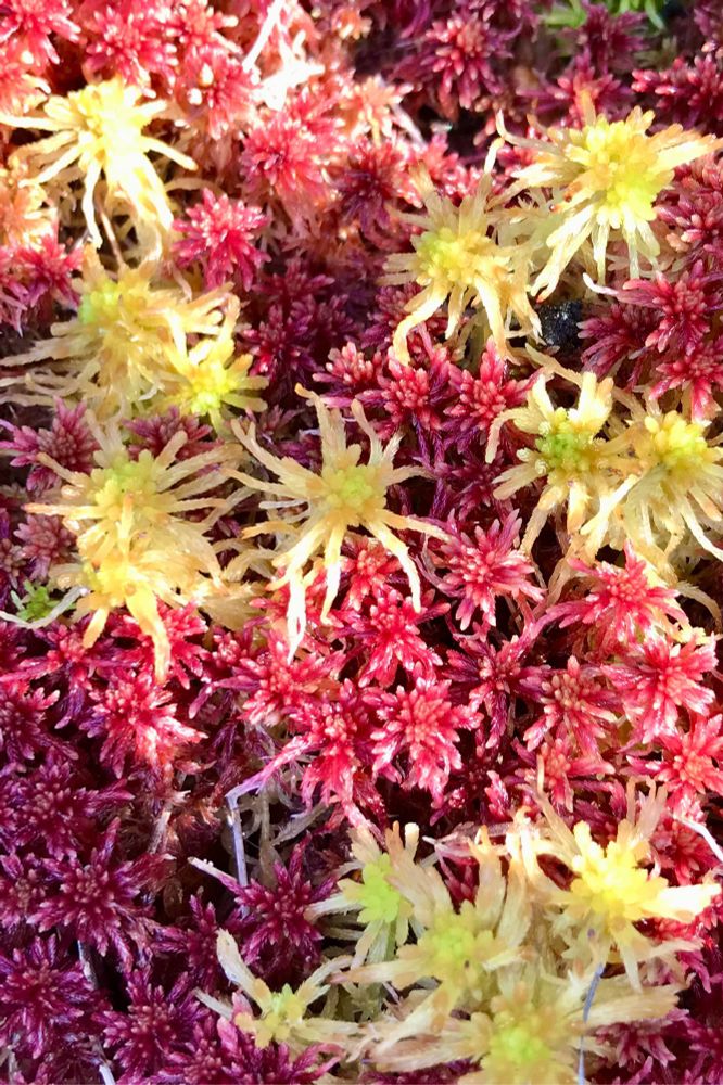 Image of yellow and red Sphagnum moss plants. 