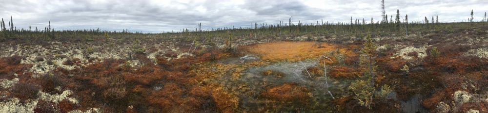 Panoramic image of collapse and subsidence due to permafrost thaw in northern Canada. 