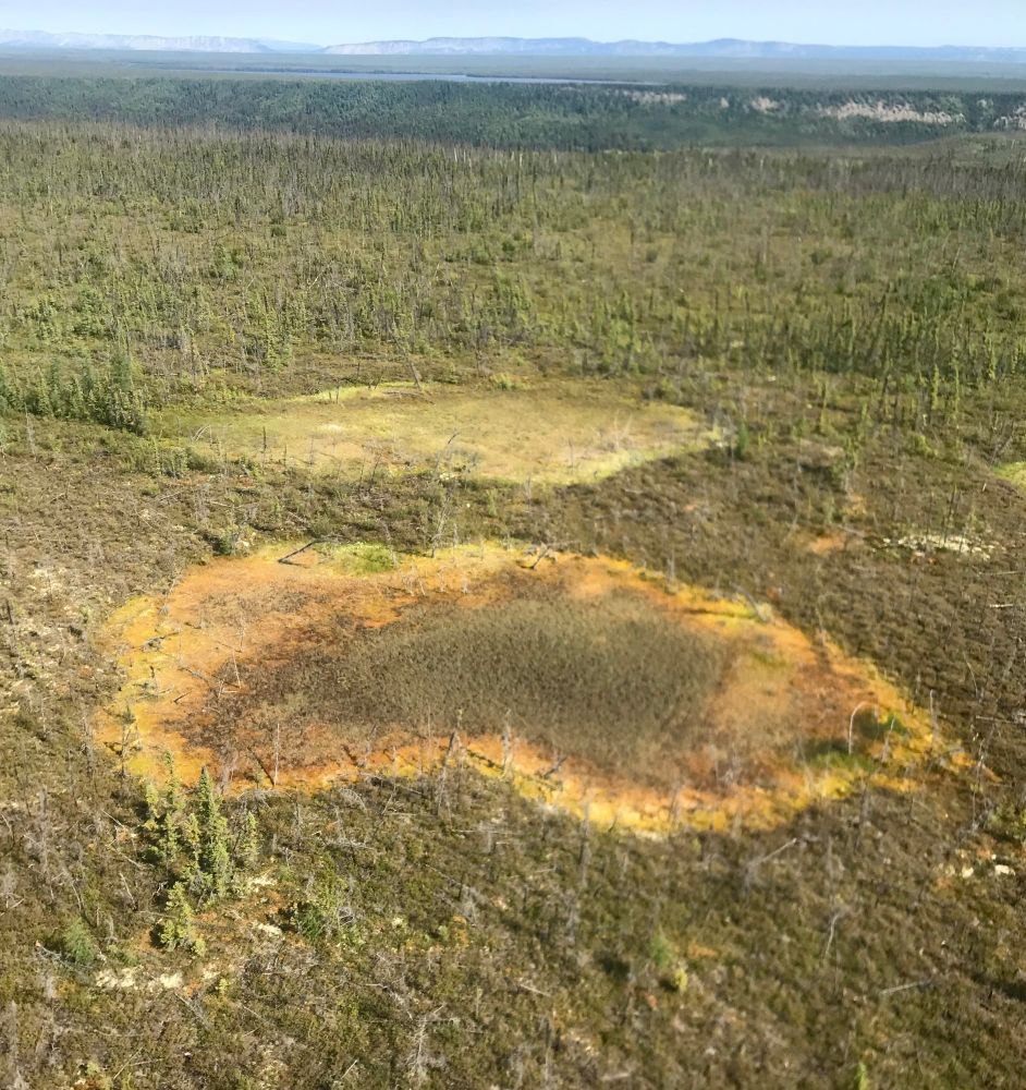 A yellow and brown bog shaped like a heart in a darker forested area. 