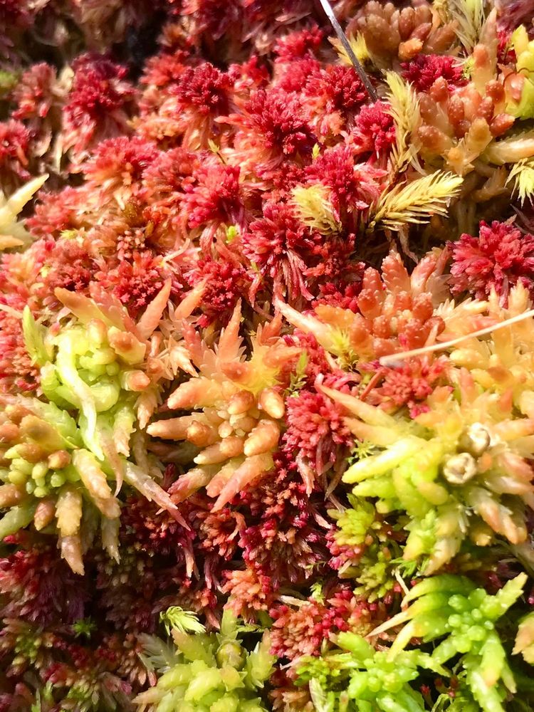 Photograph of the tops of red and green Sphagnum moss plants. 