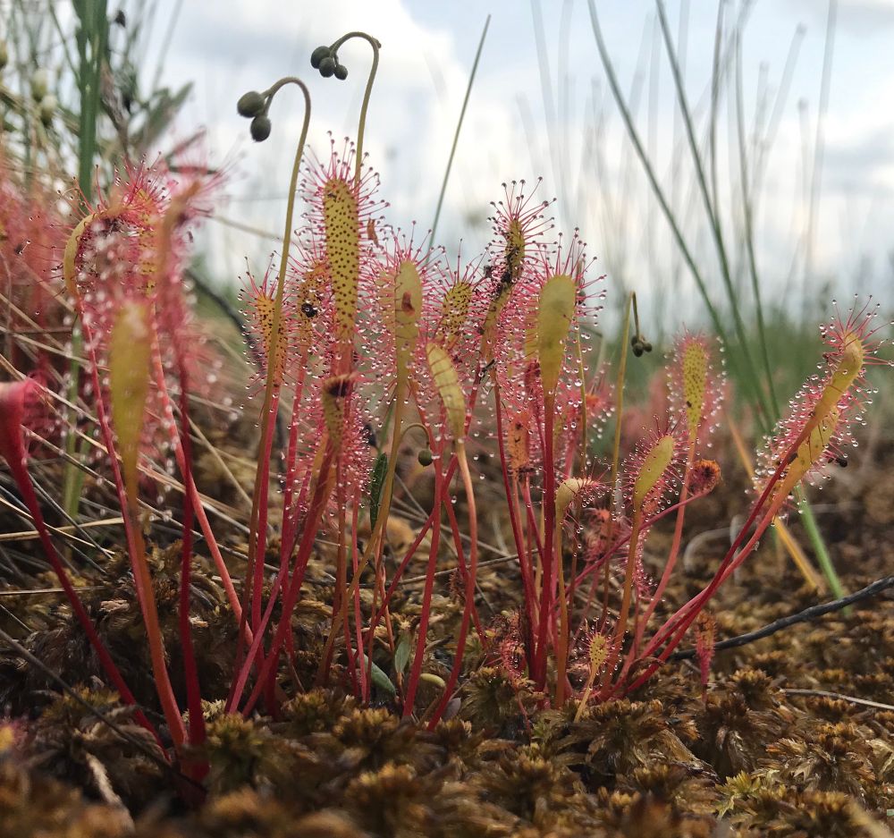 Photo of sundews on moss.
