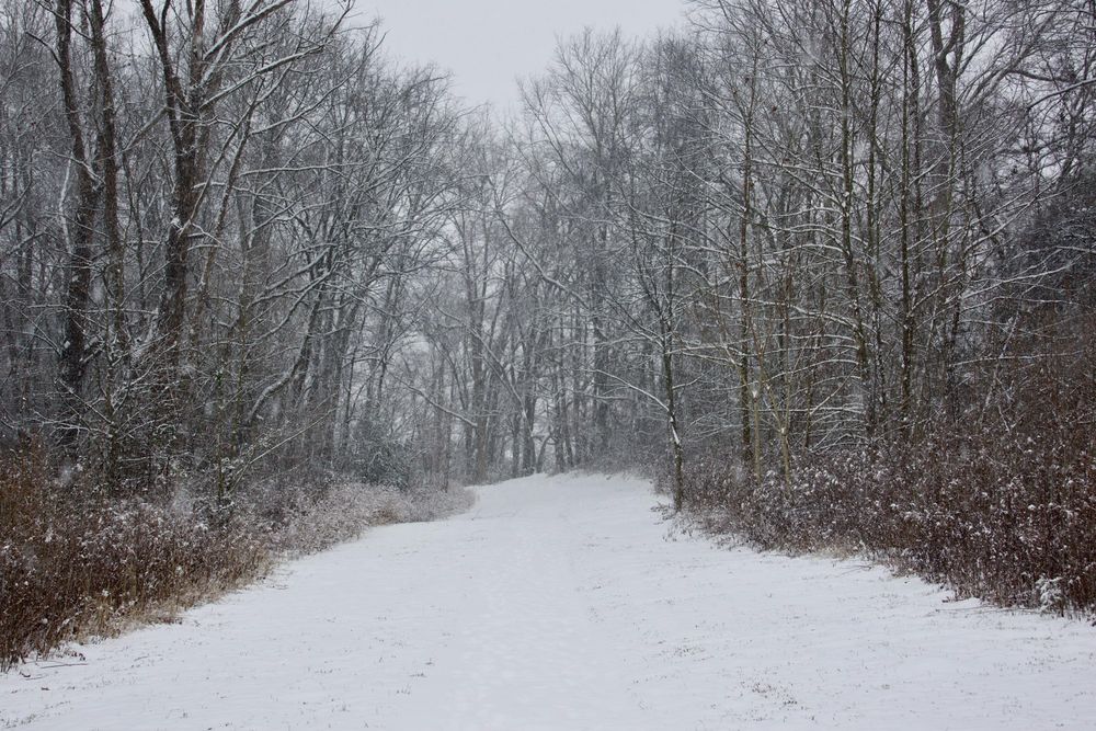 Snowy landscape in rural Tennessee with snow covering a walking path through the woods