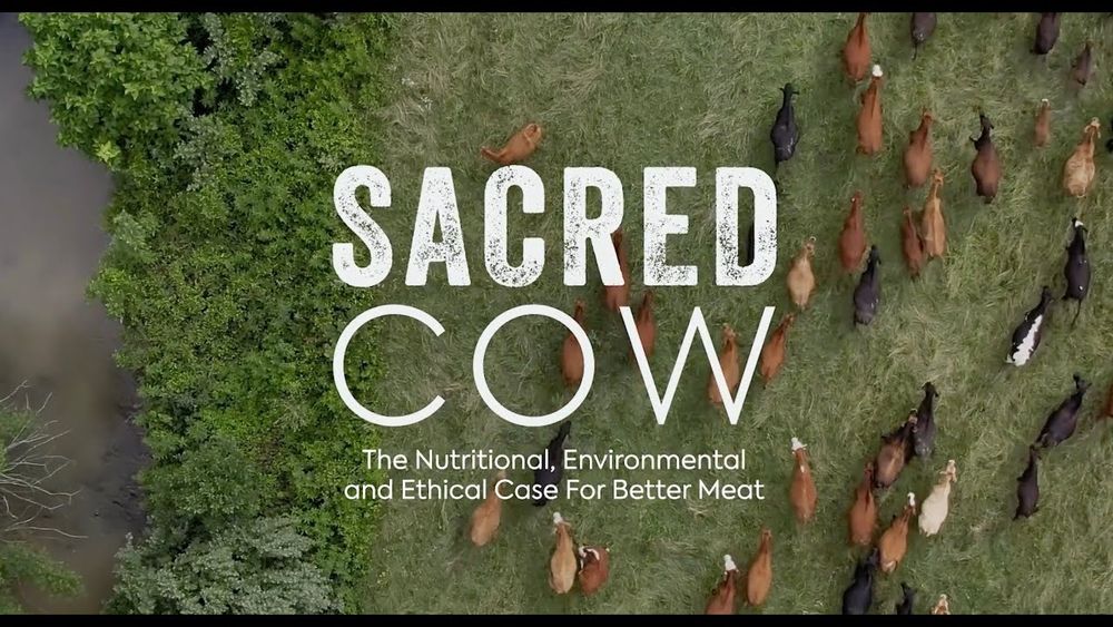 Sacred Cow Film - Official Version