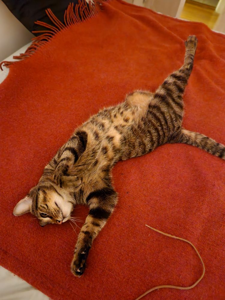 My tabby doing silly cat things by trying to twist herself on her back. Sort of looks a bit dainty :)