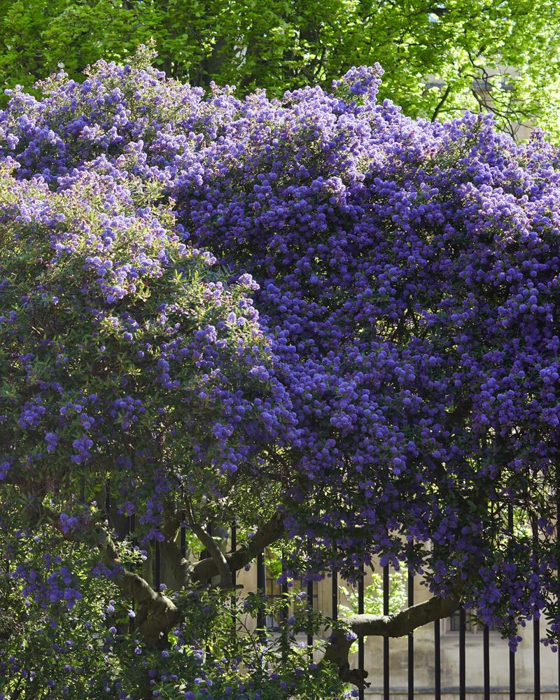 Ceanothus in Main Court at St Catharine's College