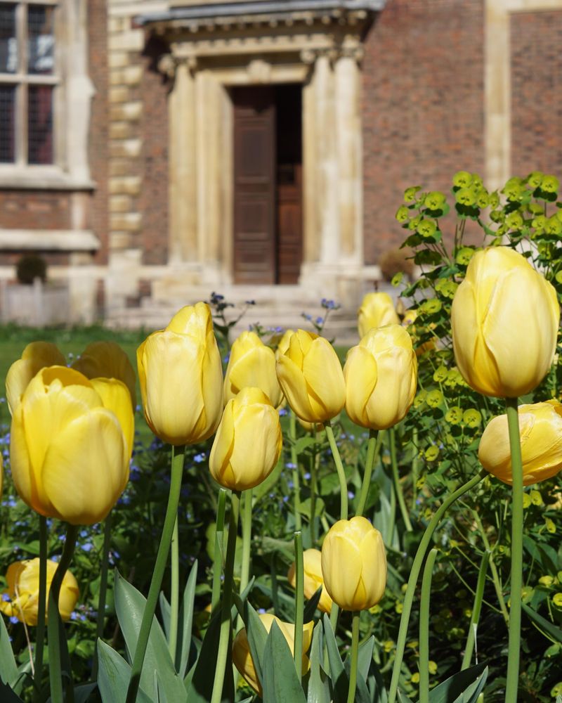 Yellow tulips in Main Court at St Catharine's College