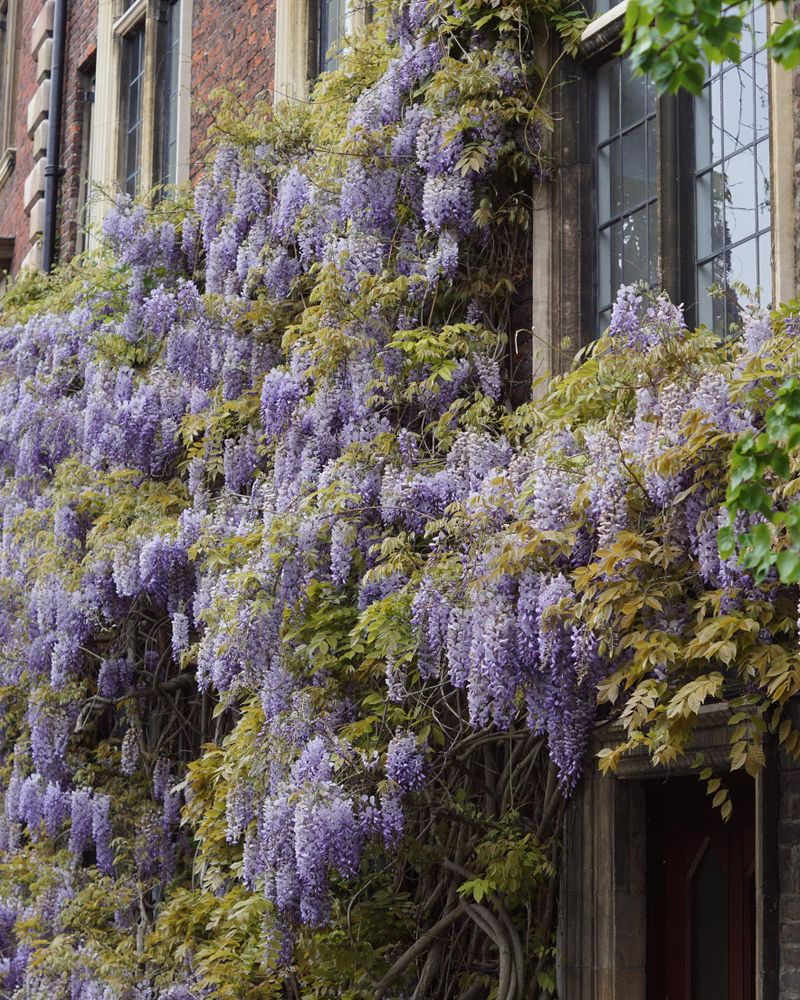 Wisteria on Old Lodge at St Catharine's College