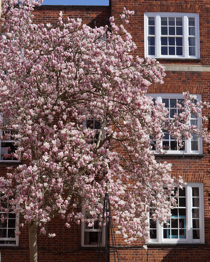Magnolia tree in Sherlock Court at St Catharine's College