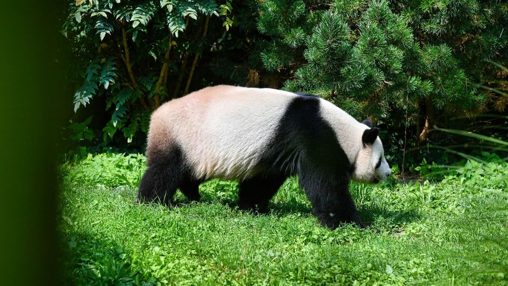 »Hammerschmiede« im Allgäu: Ur-Panda in Tongrube entdeckt