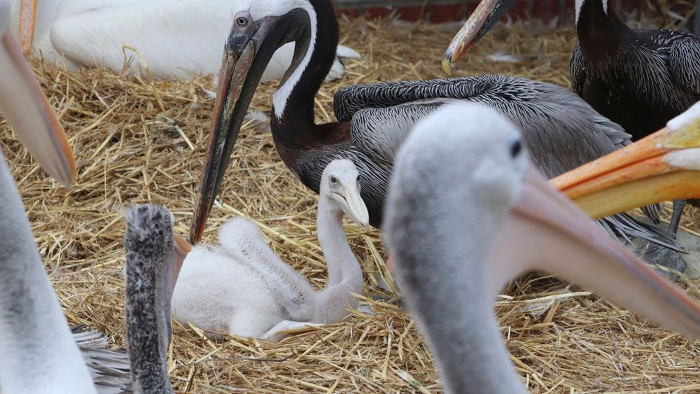 Berlin: Männliches Pelikanpärchen im Tierpark Berlin brütet Küken aus