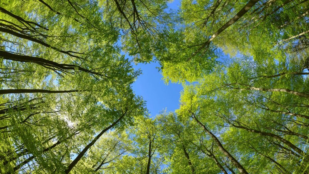 Brandenburg: Verirrte Urlauber rufen um Hilfe im dunklen Wald