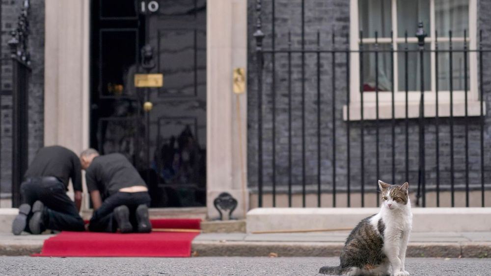 Downing Street: Sibirisches Kätzchen wohnt jetzt am britischen Regierungssitz