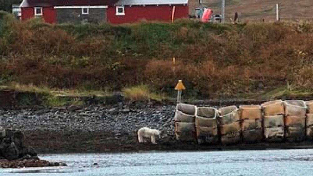 Island: Erster Eisbär auf der Nordatlantik-Insel seit 2016 – von Polizei erschossen