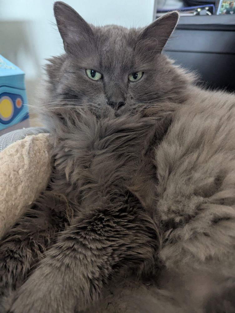 Gray cat staring at camera with intense stare