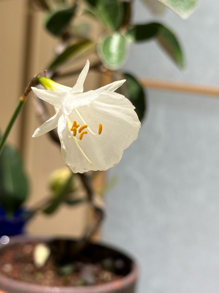 モノフィラス カンタブリカス(原種スイセン/妖精のドレスのような小さな白い花)