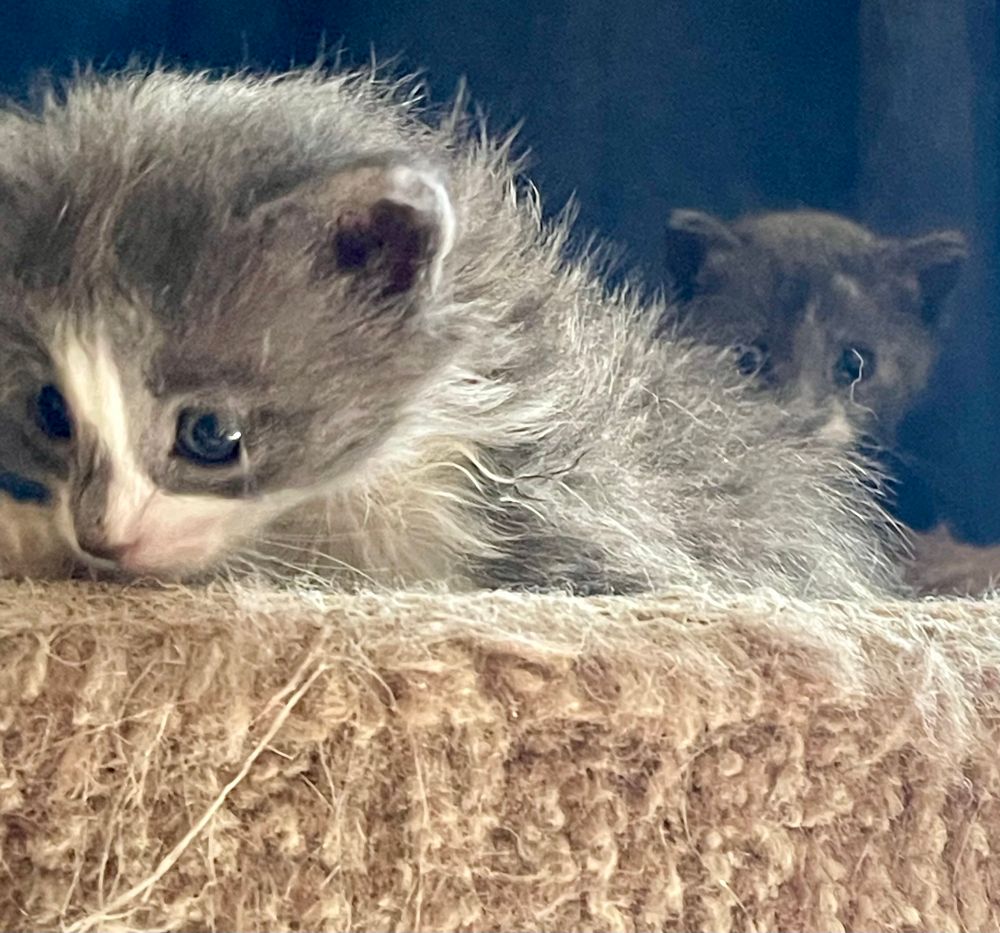 Two smol gray and white kittens 