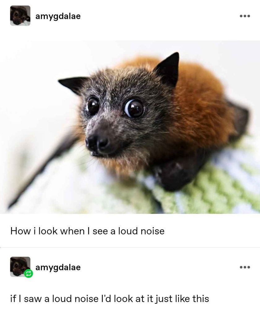 OG screenshot from tumblr of a close-up on a reddish brown bat with the front right eye exaggerated. underneath is the caption “how i look when i see a loud noise.”