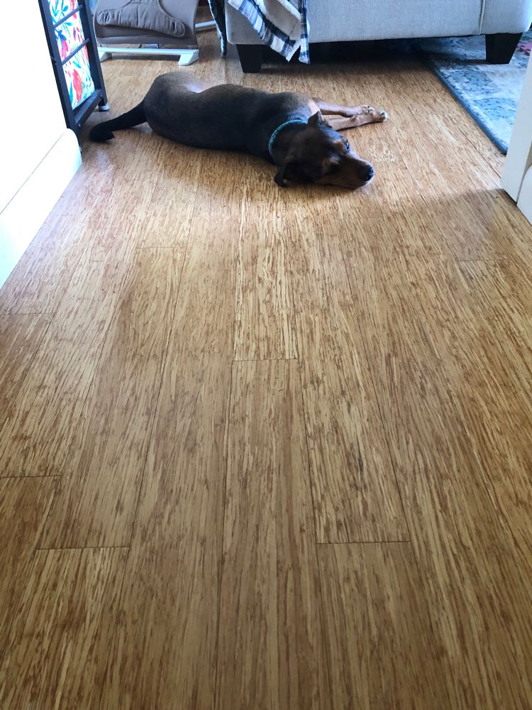 Dog laying spread out on the floor after a long walk