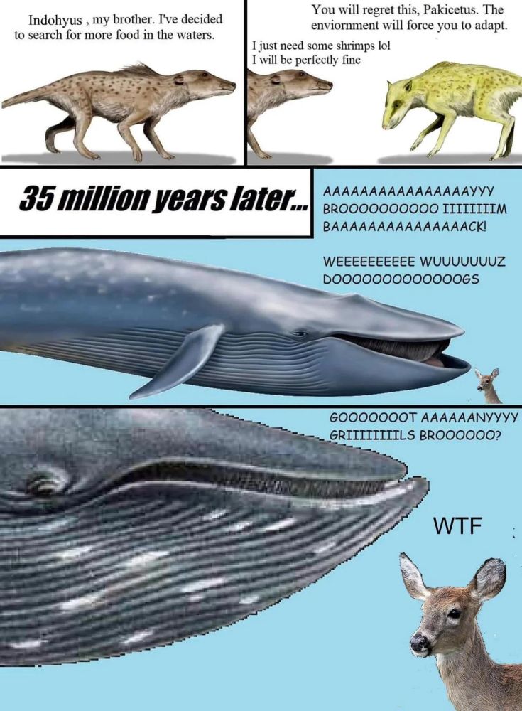 A meme with two horse like creatures talking, later it shows them as a whale and deer. The text: "Indohyus, my brother. I've decided to search for more food in the waters.

You will regret this, Pakicetus. The enviornment will force you to adapt.

I just need some shrimps lol I will be perfectly fine

35 million years later...

BROOOOOO0000 IIIIIIIIM

WEEEEEEEEEE WUUUUUUUZ

GOOOOOOOT AAAAAANYYYY GRIIIIIIIILS BROOO000?

WTF"