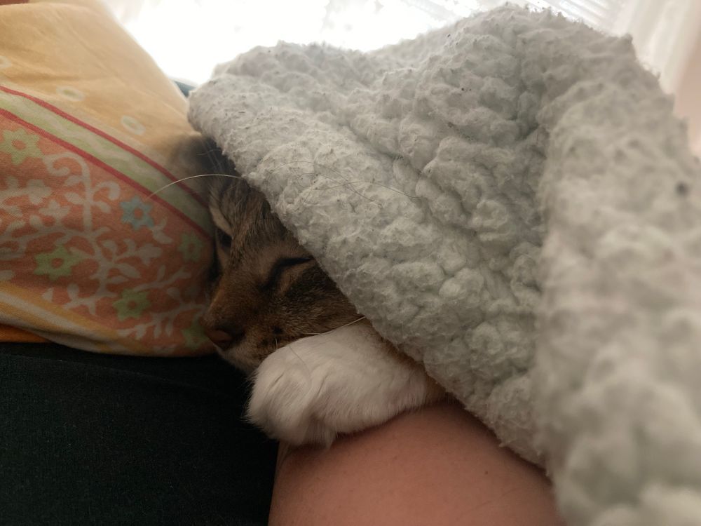 Photo de Yume sous un plaid et la tête et une pattoune sur mon bras.