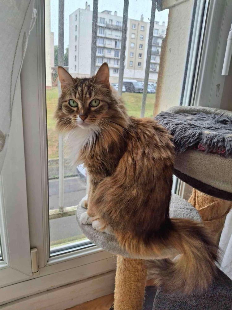 Photo de ma chatte installée sur son arbre à chat. Elle regarde l'objectif.