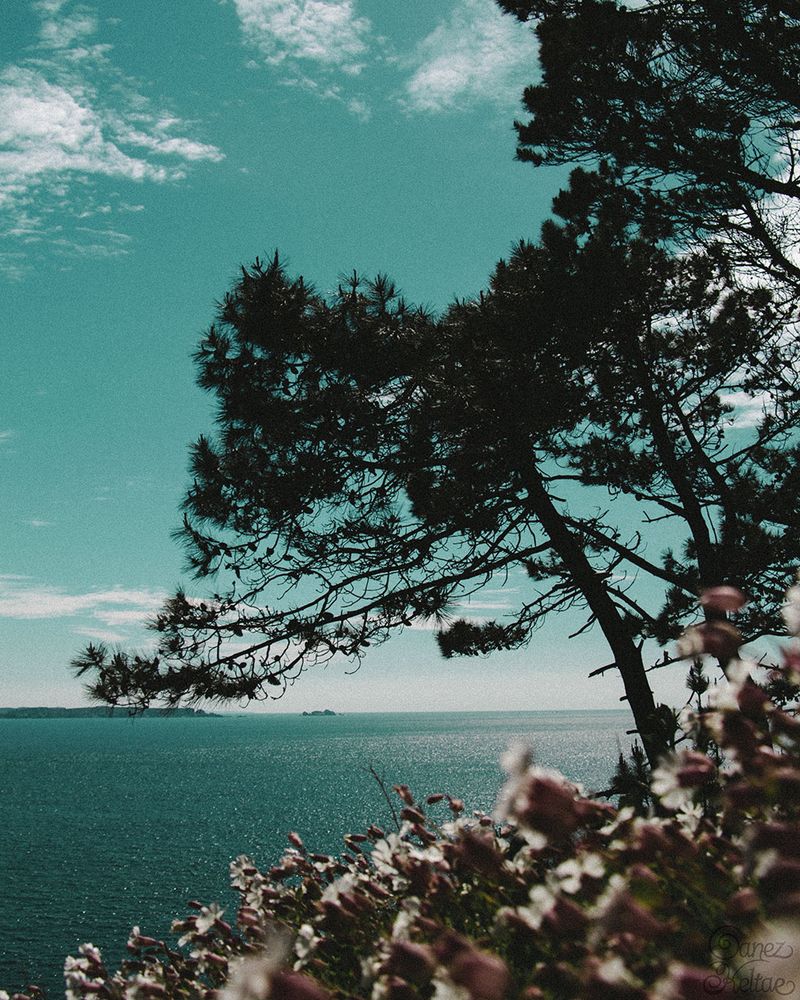 Photographie en format portrait. Des fleurs roses et blanches prennent place au premier plan. Elles sont floutées par le focus et tournées vers la gauche du cadre. Ce tapis floral commence en bas à gauche de la photo, s’agrandit au fur-et-à-mesure qu'il s'approche du bord droit, et s'étend derrière, jusqu'à trois arbres assombris par la lumière, les transformant ainsi en silhouettes noires. Deux des troncs partent du troisième tiers droit du champ tandis que le dernier est coupé par le cadre en haut à droite. Ce sont des conifères dont seules les hauteurs sont habillées de branches et d’aiguilles. Derrière il y a la mer qui s'étend jusqu'au troisième tiers inférieur du cadre. Des falaises lointaines sont visibles à gauche. Le ciel, dont les couleurs sont similaires à celles l'océan, est orné de quelques petits nuages blancs en haut et en bas.