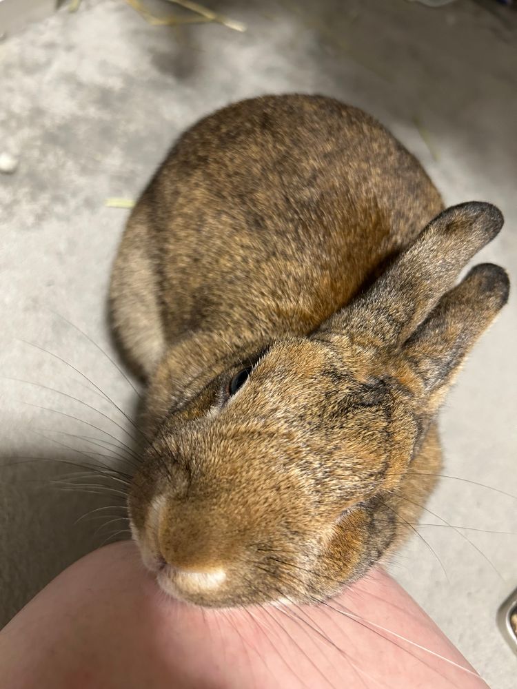 なでろなでろのうさぎ