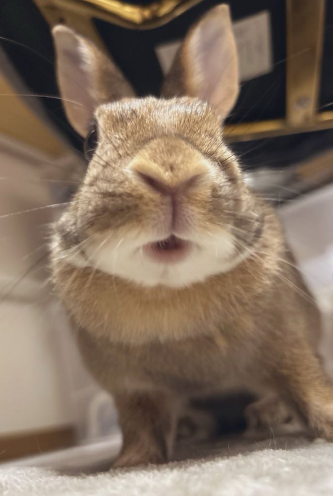 おやつたべてるうさぎ